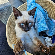 Albi a rejoint le concours — aidez-le/la à gagner de superbes lots ! animal, basket, blue_knitwear, cat, claws, closeup, cozy, cute, domestic, feline, indoor, kitten, paws, pet, relaxed, resting, siamese, soft_texture, tissue, wicker