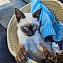 animal, basket, blue_knitwear, cat, claws, closeup, cozy, cute, domestic, feline, indoor, kitten, paws, pet, relaxed, resting, siamese, soft_texture, tissue, wicker