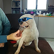 Elliot a rejoint le concours — aidez-le/la à gagner de superbes lots ! american_bulldog, australian_bulldog, bulldog, canidae, carnivore, companion_dog, dog, dog_breed, dorset_olde_tyme_bulldogge, fawn, french_bulldog, glasses, mammal, non_sporting_group, pug, snout, sporting_group, valley_bulldog, vertebrate, white_english_bulldog