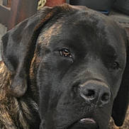 Honda is registered to the contest to win money with this photo: animal, brindle, canine, close_up, companion, cute, dog, domestic, ears, expression, eyes, face, friendly, fur, indoor, mammal, nose, pet, portrait, relaxed