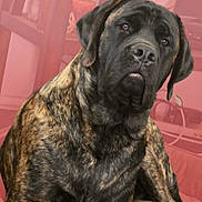 Honda is registered to the contest to win money with this photo: dog, brindle, pet, indoor, animal, canine, fur, face, ears, nose, eyes, sitting, cozy, room, furniture, comfort, portrait, closeup, attention, domestic