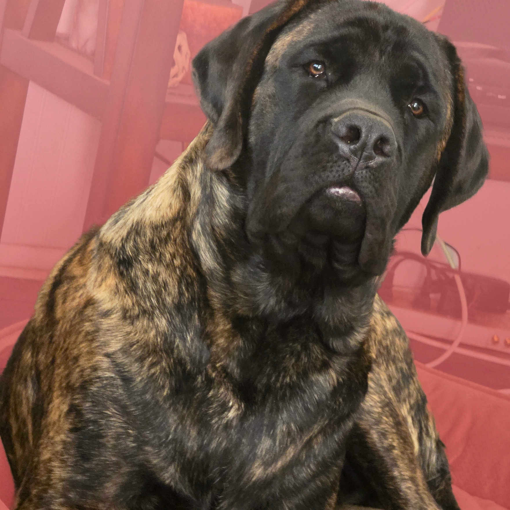 Honda is registered to the contest to win money with this photo: dog, brindle, pet, indoor, animal, canine, fur, face, ears, nose, eyes, sitting, cozy, room, furniture, comfort, portrait, closeup, attention, domestic