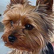 Tiboo participe au concours pour gagner de l'argent avec cette photo : dog, yorkshire_terrier, close_up, pet, indoor, fur, ears, face, animal, cute, brown, black, nose, whiskers, eyes, portrait, small_dog, friendly, fluffy, canine