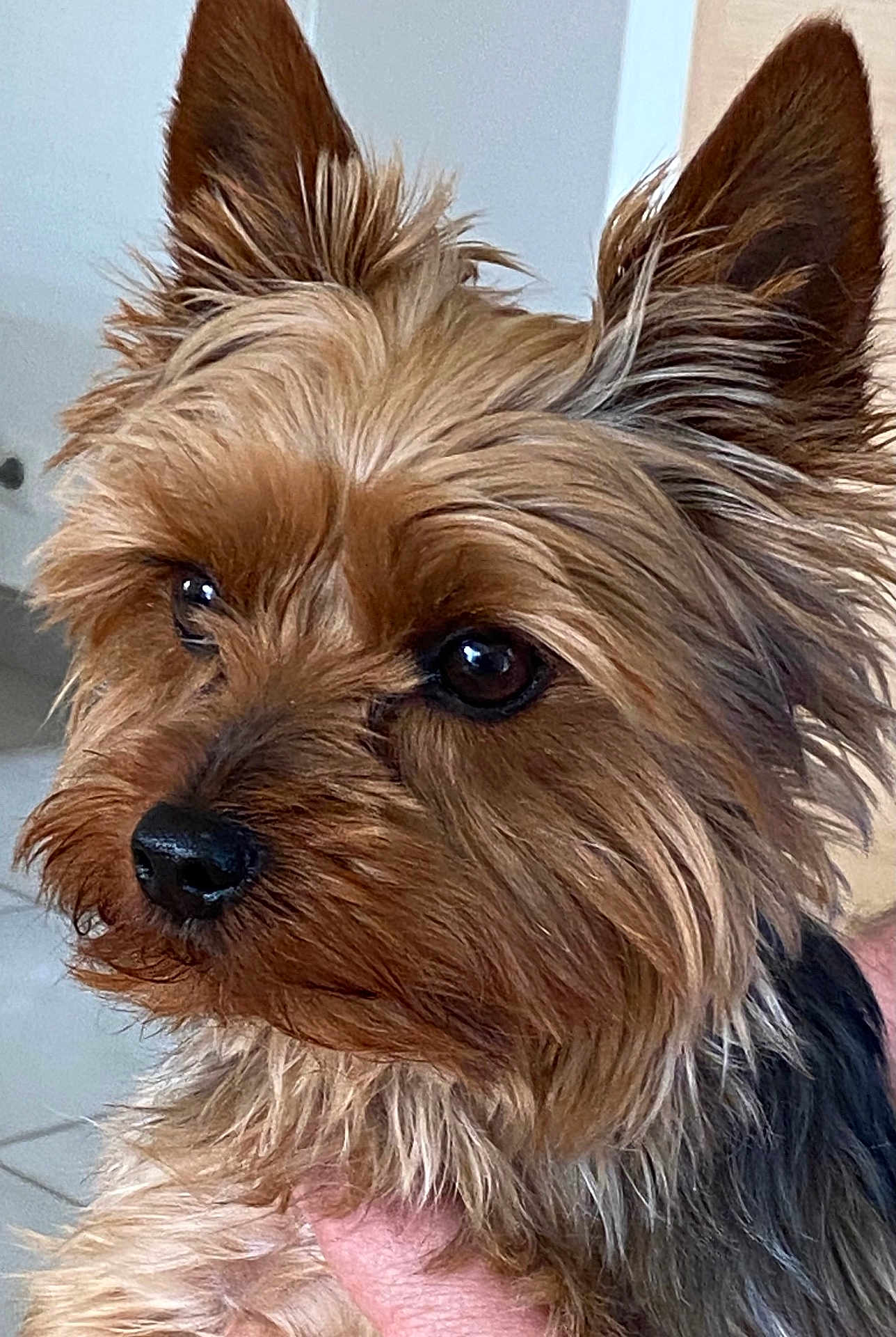 Tiboo participe au concours pour gagner de l'argent avec cette photo : dog, yorkshire_terrier, close_up, pet, indoor, fur, ears, face, animal, cute, brown, black, nose, whiskers, eyes, portrait, small_dog, friendly, fluffy, canine