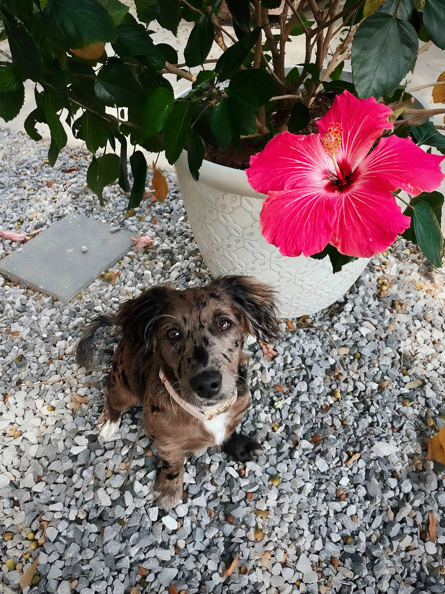 Indie is registered to the contest to win money with this photo: annual_plant, art, asphalt, carmine, carnivore, chinese_hibiscus, companion_dog, dog, dog_breed, flower, flowering_plant, hawaiian_hibiscus, petal, plant, road_surface, sidewalk, soil, spaniel, sporting_group, tree