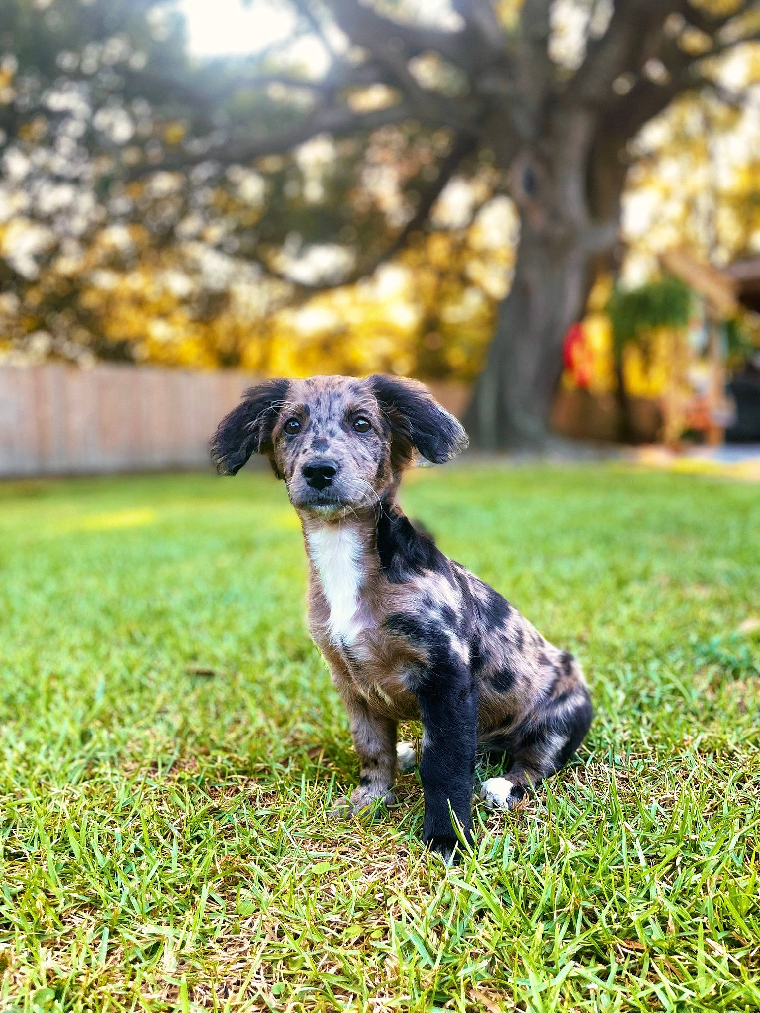 Indie joined the competition — help win amazing prizes! canidae, carnivore, companion_dog, dog, dog_breed, fawn, grass, grassland, guard_dog, lawn, non_sporting_group, plant, sky, snout, sporting_group, tail, terrestrial_animal, tree, working_animal, working_dog