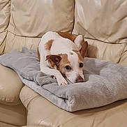 Mila a rejoint le concours — aidez-le/la à gagner de superbes lots ! animal, blanket, canine, couch, cushion, dog, dogbed, furniture, homedecor, hound, pet, pillow, puppy