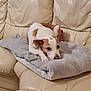 animal, blanket, canine, couch, cushion, dog, dogbed, furniture, homedecor, hound, pet, pillow, puppy