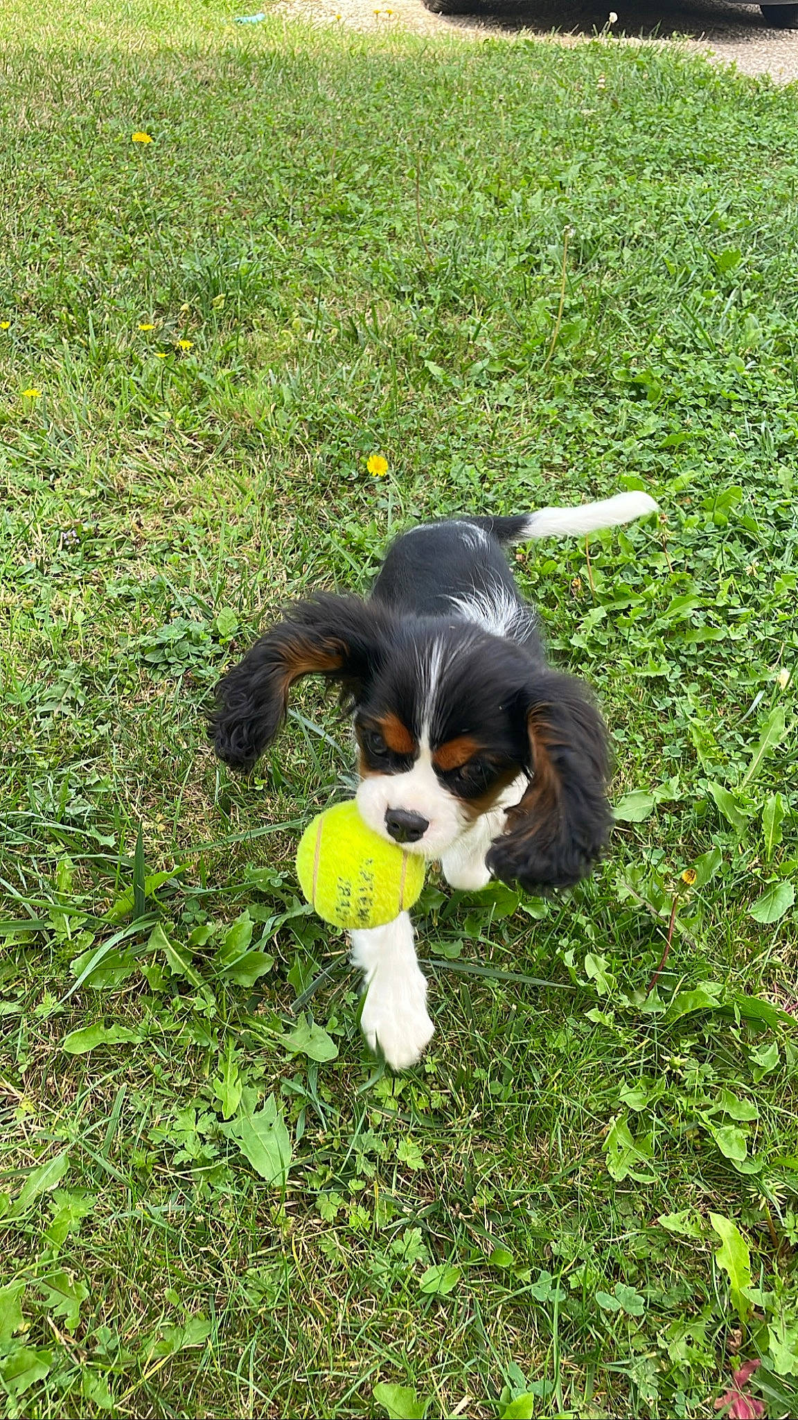 Utopie participe au concours pour gagner de l'argent avec cette photo : bernese_mountain_dog, canidae, carnivore, cavalier_king_charles_spaniel, companion_dog, corn_on_the_cob, dog, dog_breed, grass, groundcover, king_charles_spaniel, plant, spaniel, sporting_group, tail, terrestrial_animal, toy, toy_dog, working_animal, working_dog