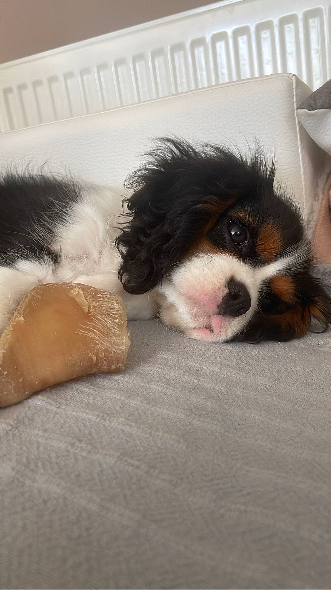 Utopie a rejoint le concours — aidez-le/la à gagner de superbes lots ! ball, bored, canidae, carnivore, cavalier_king_charles_spaniel, comfort, companion_dog, dog, dog_breed, fur, king_charles_spaniel, liver, paw, snout, spaniel, sporting_group, terrestrial_animal, toy_dog, whiskers, working_animal