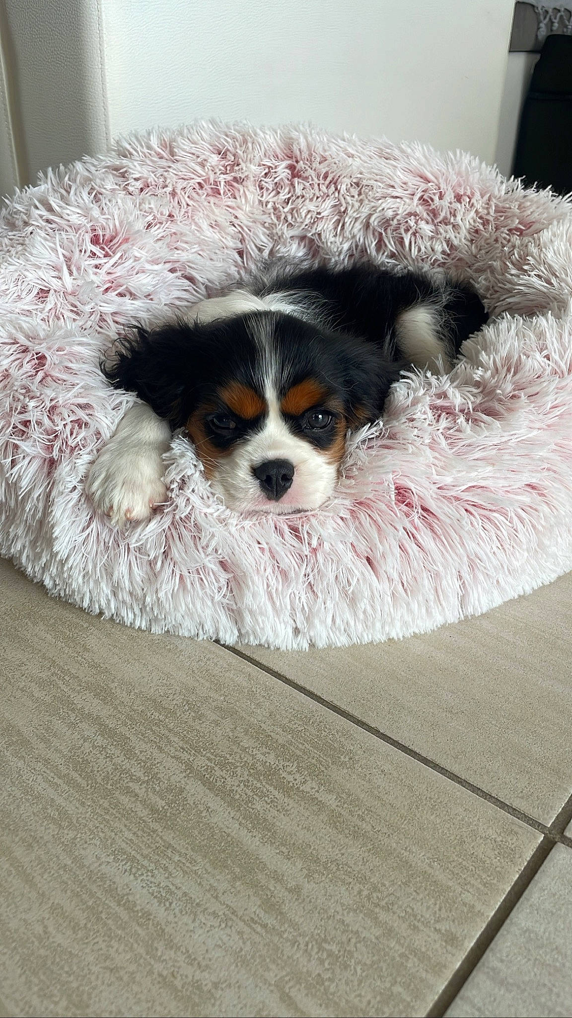 Utopie a rejoint le concours — aidez-le/la à gagner de superbes lots ! canidae, carnivore, cavalier_king_charles_spaniel, companion_dog, couch, dog, dog_breed, dog_supply, eyewear, fawn, fur, goggles, king_charles_spaniel, puppy_love, snout, spaniel, sporting_group, toy_dog, whiskers, working_animal