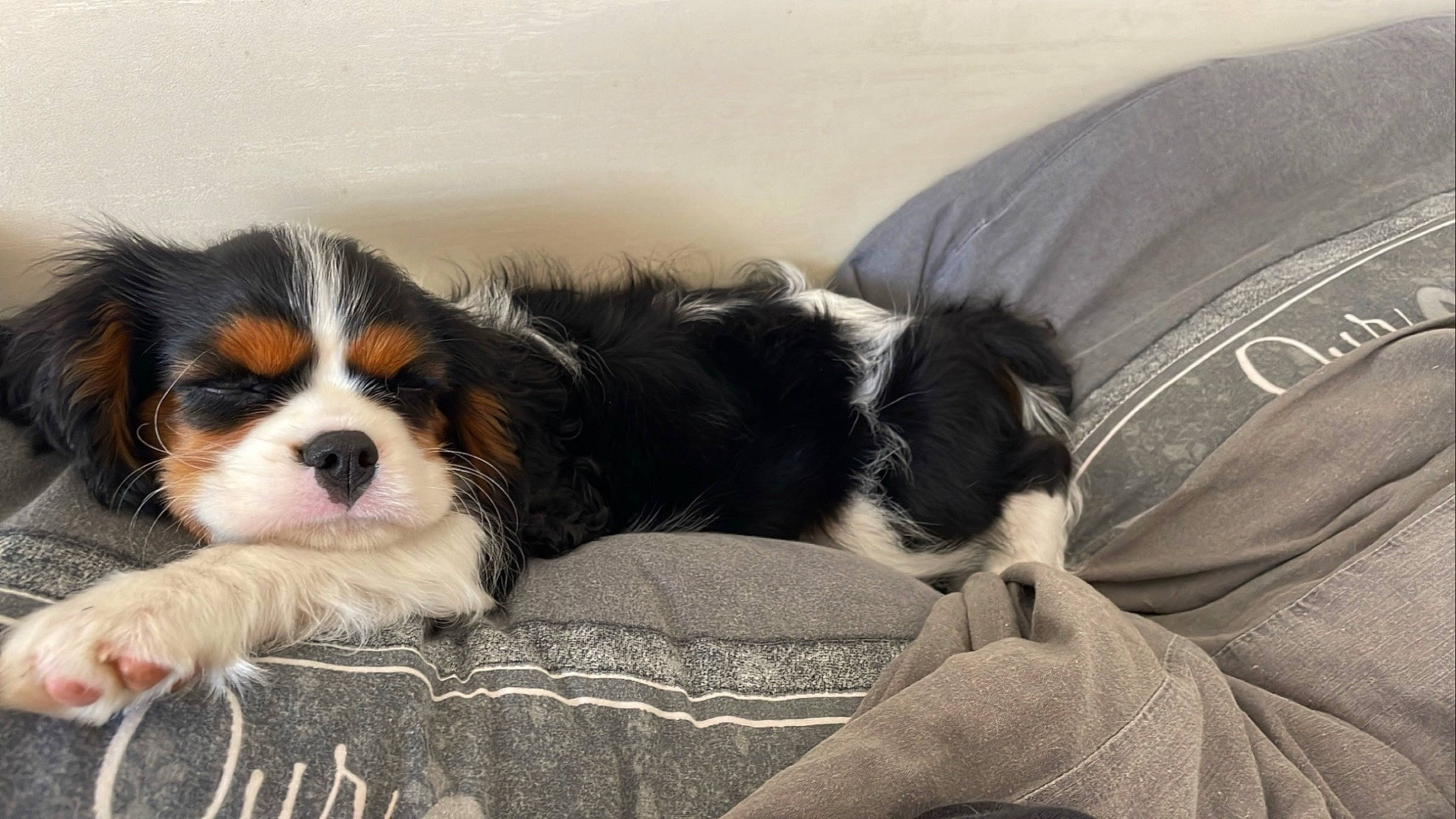 Utopie a rejoint le concours — aidez-le/la à gagner de superbes lots ! bored, canidae, carnivore, cavalier_king_charles_spaniel, comfort, companion_dog, couch, dog, dog_breed, foot, fur, king_charles_spaniel, paw, snout, sporting_group, terrestrial_animal, toy_dog, whiskers, working_animal, working_dog