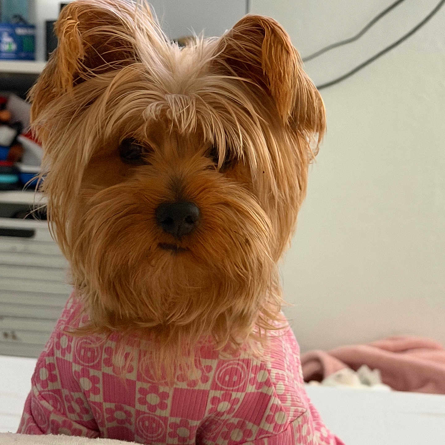 Rosie joined the competition — help win amazing prizes! dog, pet, indoor, bed, clothing, pink, cute, fur, small_dog, cozy, portrait, canine, animal, domestic_animal, furniture, home, patterned_clothing, looking_at_camera, companion, cute_pet