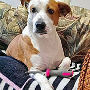 Nala joined the competition — help win amazing prizes! dog, brown_and_white, screwdriver, striped_blanket, couch, floral_pattern, indoor, pet, relaxed, front_legs, tool, closeup, canine, domestic_animal, resting, furniture, curious, companion, household, portrait