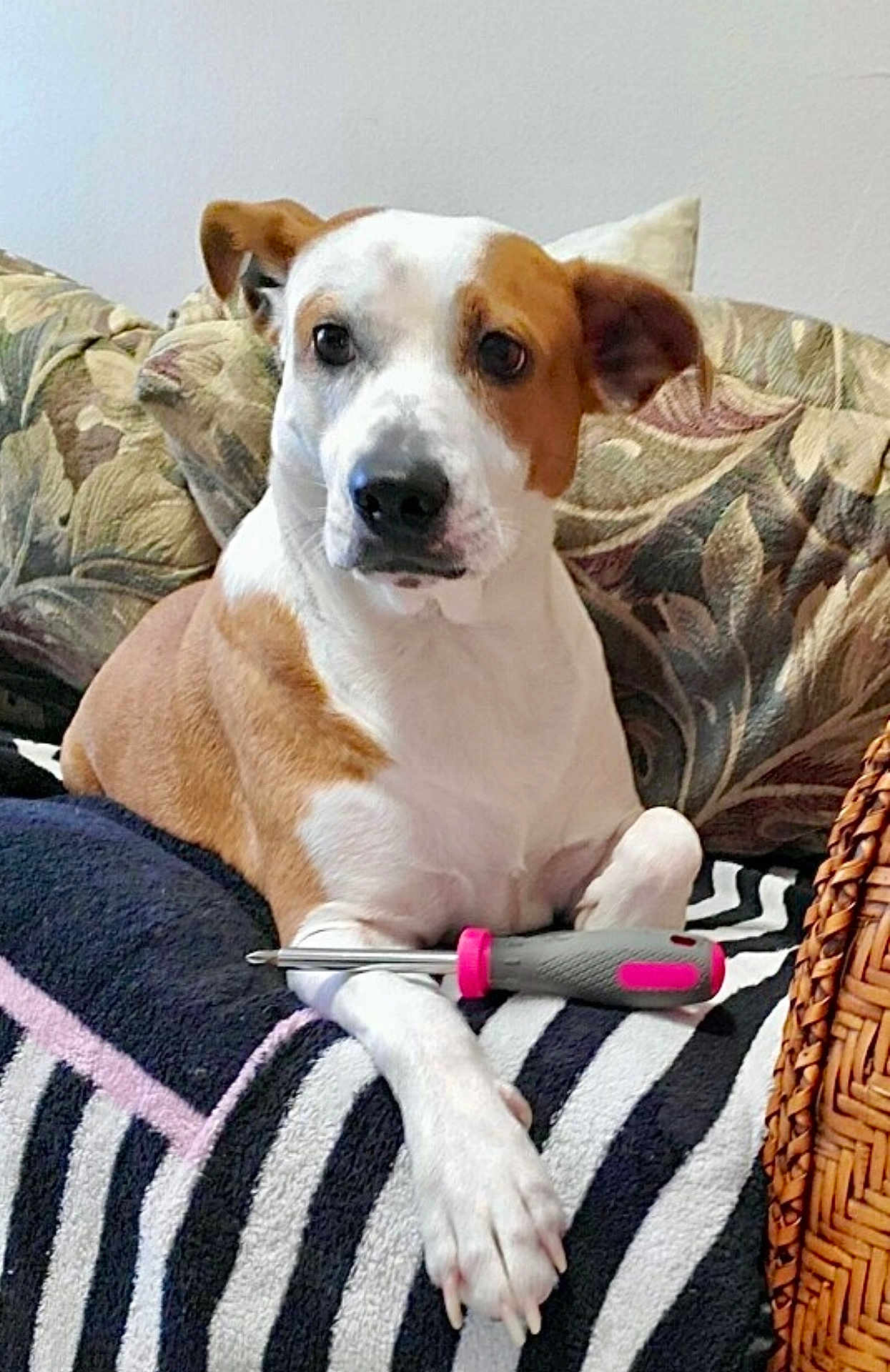 Nala joined the competition — help win amazing prizes! dog, brown_and_white, screwdriver, striped_blanket, couch, floral_pattern, indoor, pet, relaxed, front_legs, tool, closeup, canine, domestic_animal, resting, furniture, curious, companion, household, portrait