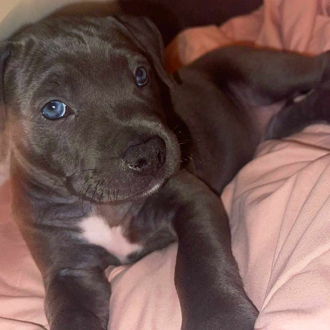 Diamond is registered to the contest to win money with this photo: adorable, animal, blanket, blue_eyes, closeup, comfort, companion, cozy, cute, dog, fur, gray_fur, indoor, lying_down, pet, pink, puppy, resting, soft, young