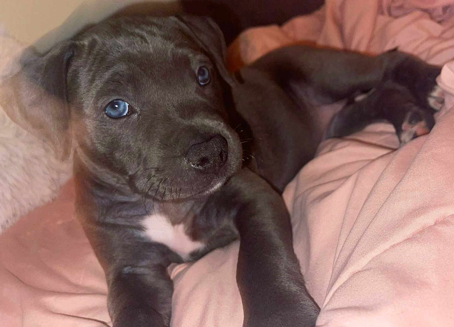 Diamond is registered to the contest to win money with this photo: puppy, dog, blue_eyes, gray_fur, blanket, soft, cute, pet, animal, indoor, cozy, resting, young, fur, closeup, lying_down, pink, comfort, adorable, companion