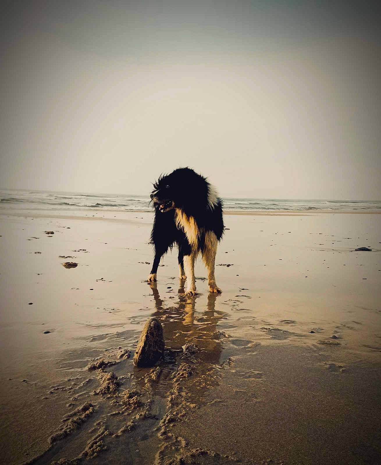 Wilfred participe au concours pour gagner de l'argent avec cette photo : beach, canidae, carnivore, coast, dog, dog_breed, happy, horizon, landscape, liquid, ocean, people_in_nature, sand, seabird, shore, sky, sporting_group, water, wind_wave, wood