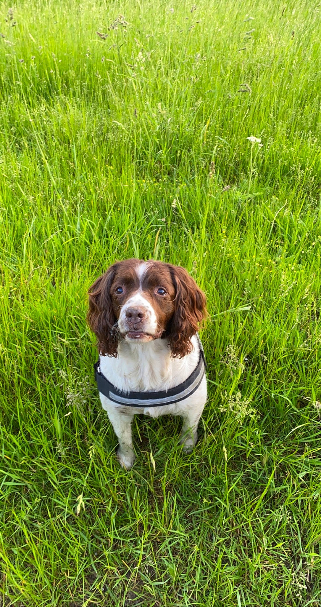 Cookie is registered to the contest to win money with this photo: canidae, carnivore, companion_dog, dog, dog_breed, fawn, grass, grassland, groundcover, gun_dog, hound, hunting_dog, liver, plant, prairie, puppy, snout, spaniel, sporting_group, terrestrial_animal
