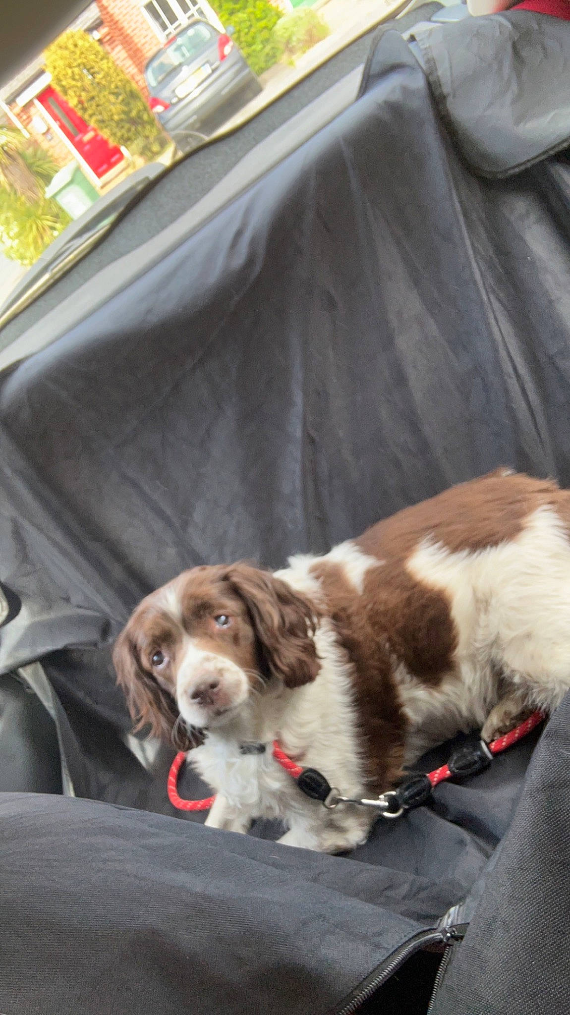 Cookie is registered to the contest to win money with this photo: canidae, carnivore, collar, companion_dog, dog, dog_breed, dog_collar, fur, gun_dog, leash, liver, motor_vehicle, scent_hound, spaniel, sporting_group, welsh_springer_spaniel