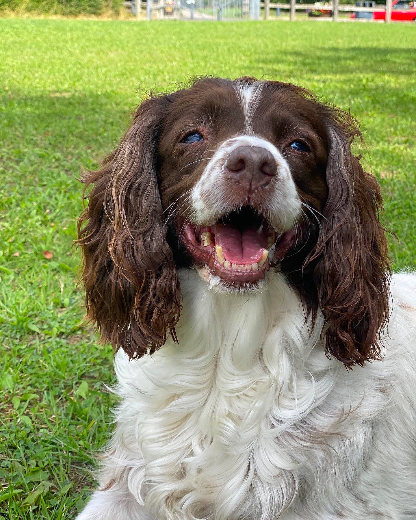 Cookie joined the competition — help win amazing prizes! biting, carnivore, companion_dog, dog, dog_breed, dog_collar, fur, grass, gun_dog, hunting_dog, liver, snout, sporting_group, terrestrial_animal