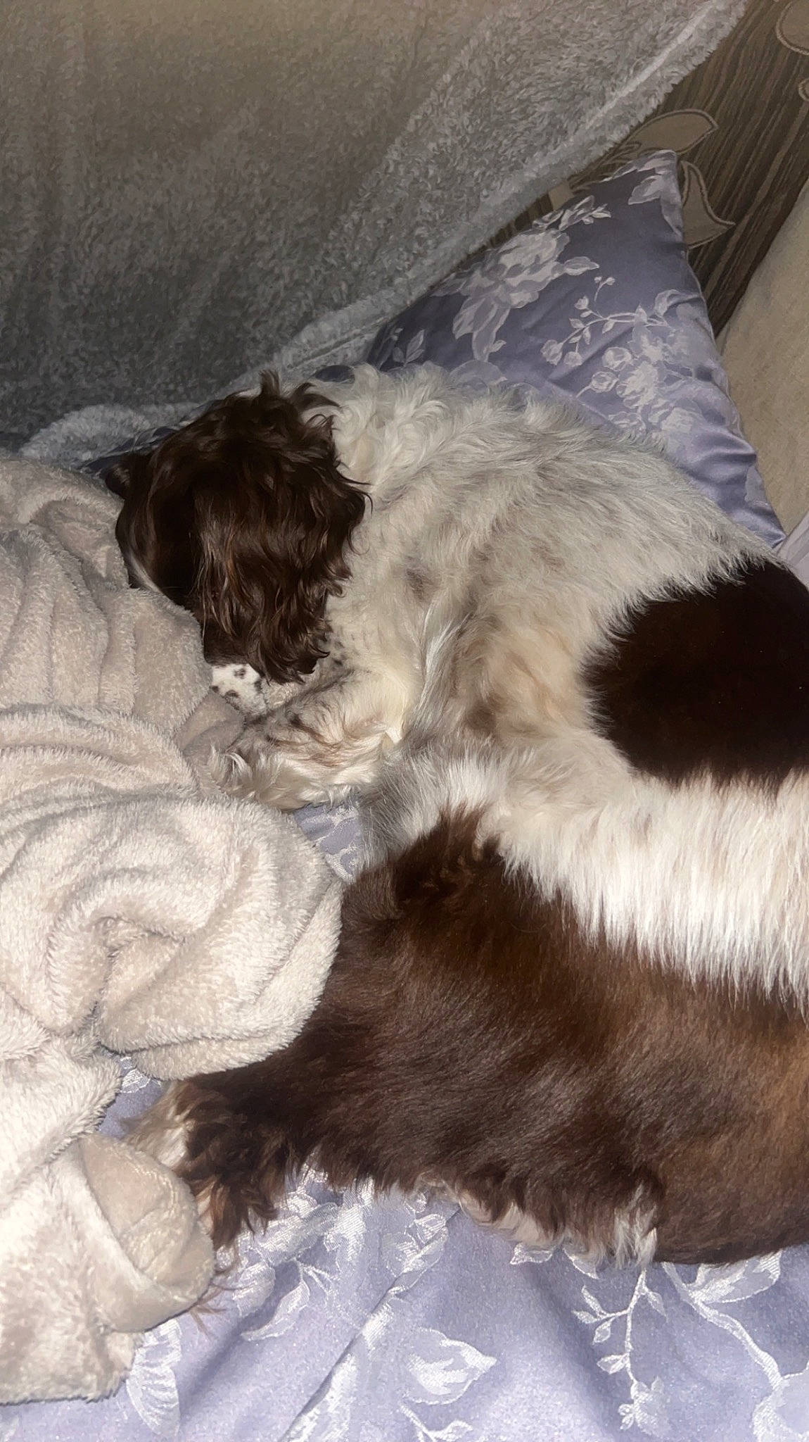 Cookie is registered to the contest to win money with this photo: canidae, carnivore, cloud, comfort, companion_dog, couch, dog, dog_breed, fawn, felidae, fur, liver, mammal, small_to_medium_sized_cats, snout, sporting_group, tail, vertebrate, whiskers, working_animal