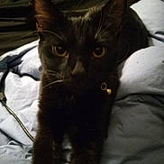 Baby is registered to the contest to win money with this photo: black_cat, cat, pet, animal, whiskers, collar, bell, bed, blanket, blue_blanket, stretching, indoor, feline, close_up, dark_background, fur, ears, yellow_eyes, domestic_cat, resting