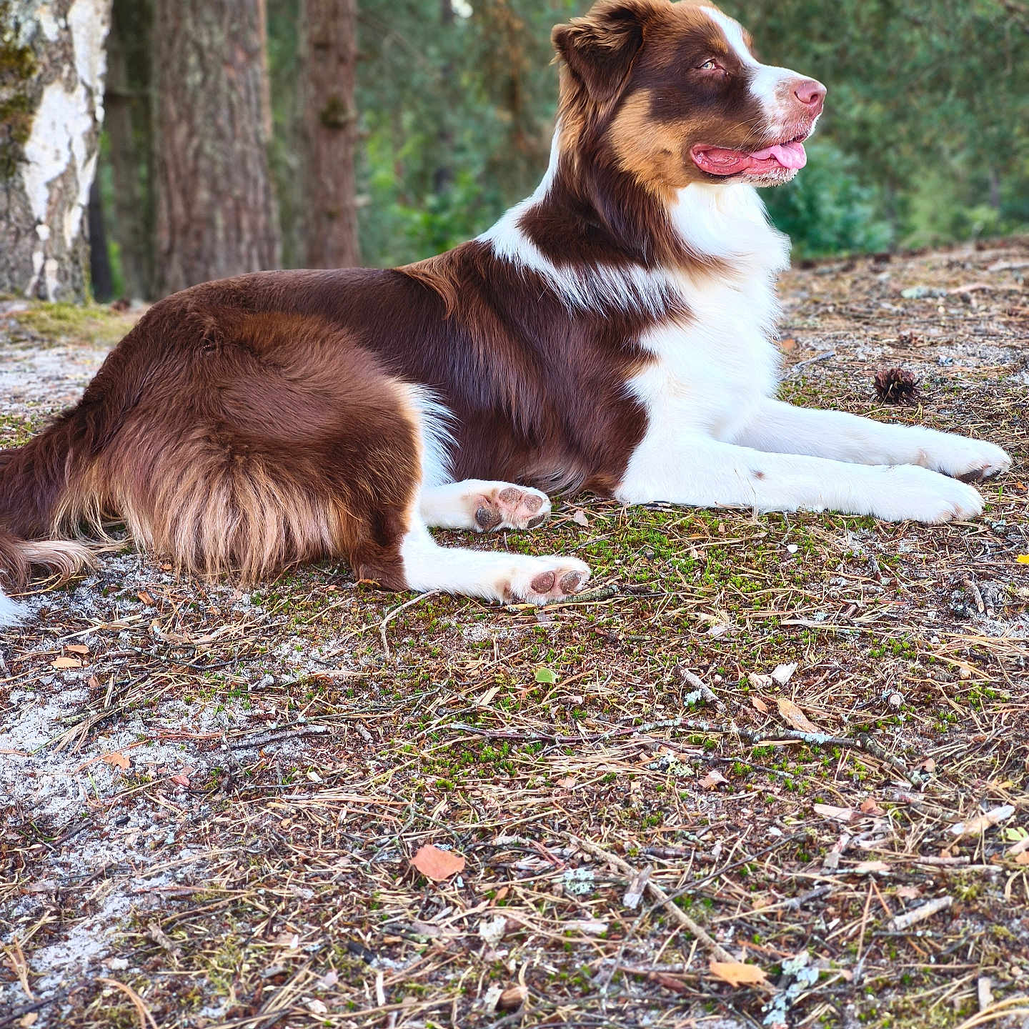 Taiko participe au concours pour gagner de l'argent avec cette photo : animal, brown_and_white, canine, daytime, dog, forest, fur, ground, leaves, lying_down, moss, nature, outdoor, pet, quiet, relaxed, tongue_out, trees, twigs, wildlife