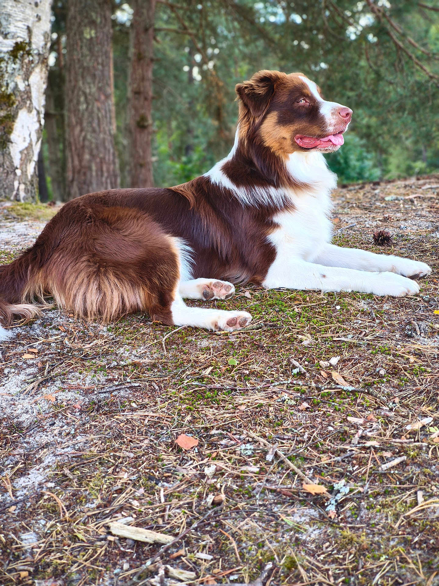 Taiko participe au concours pour gagner de l'argent avec cette photo : dog, brown_and_white, lying_down, forest, trees, nature, outdoor, tongue_out, canine, animal, fur, relaxed, daytime, ground, leaves, twigs, moss, wildlife, pet, quiet