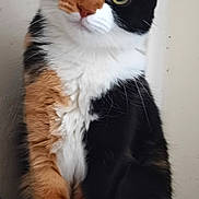 Nala participe au concours pour gagner de l'argent avec cette photo : cat, calico, pet, animal, feline, curious, indoor, sitting, portrait, fur, whiskers, ears, paws, closeup, cute, domestic, mammal, tri_color, eyes, head_tilt