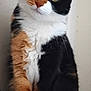 cat, calico, pet, animal, feline, curious, indoor, sitting, portrait, fur, whiskers, ears, paws, closeup, cute, domestic, mammal, tri_color, eyes, head_tilt