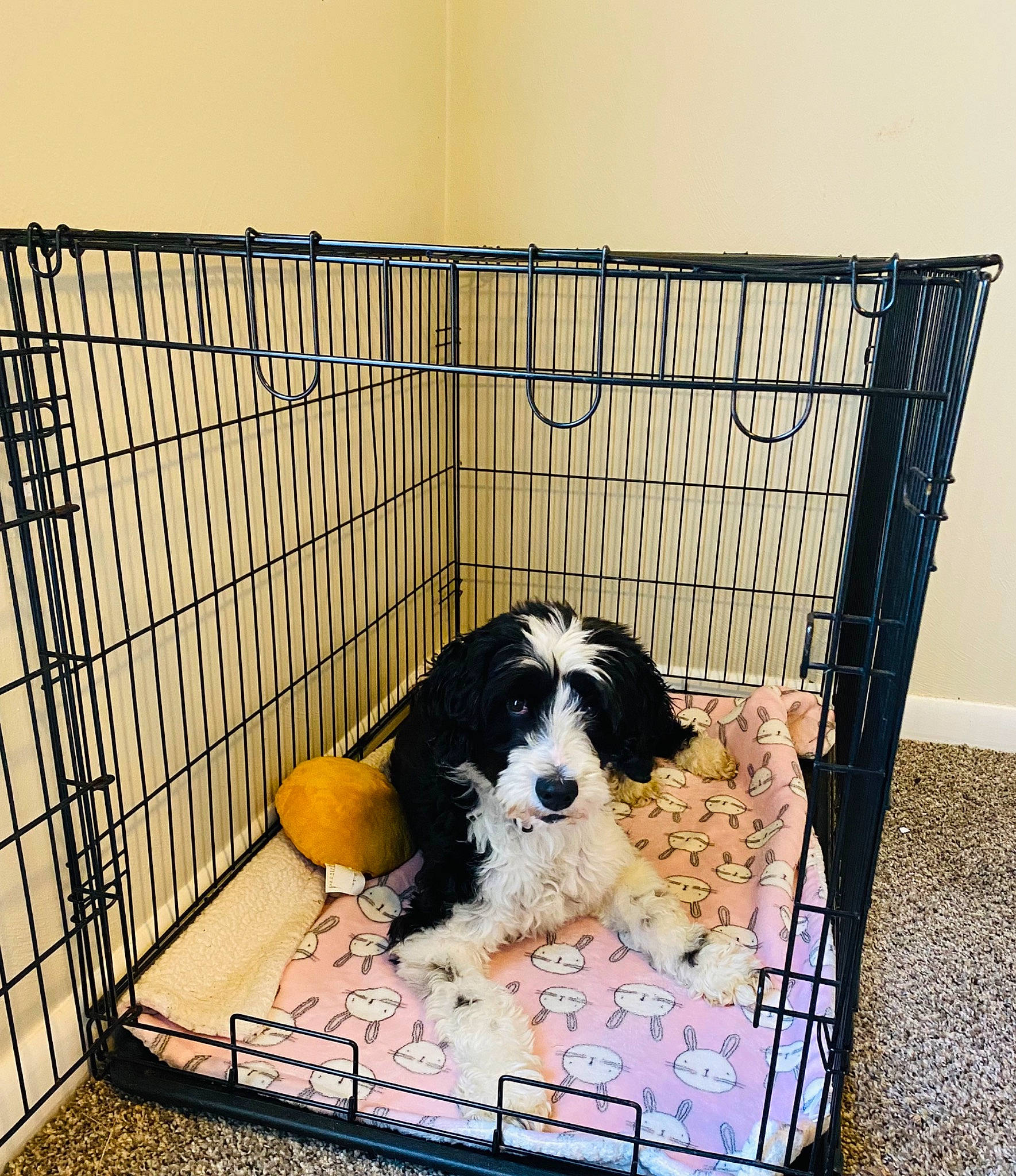 Molly joined the competition — help win amazing prizes! animal_shelter, cage, canidae, carnivore, companion_dog, dog, dog_breed, dog_crate, dog_supply, gun_dog, kennel, mesh, net, pet_supply, rectangle, service, snout, sporting_group, toy_dog, working_animal