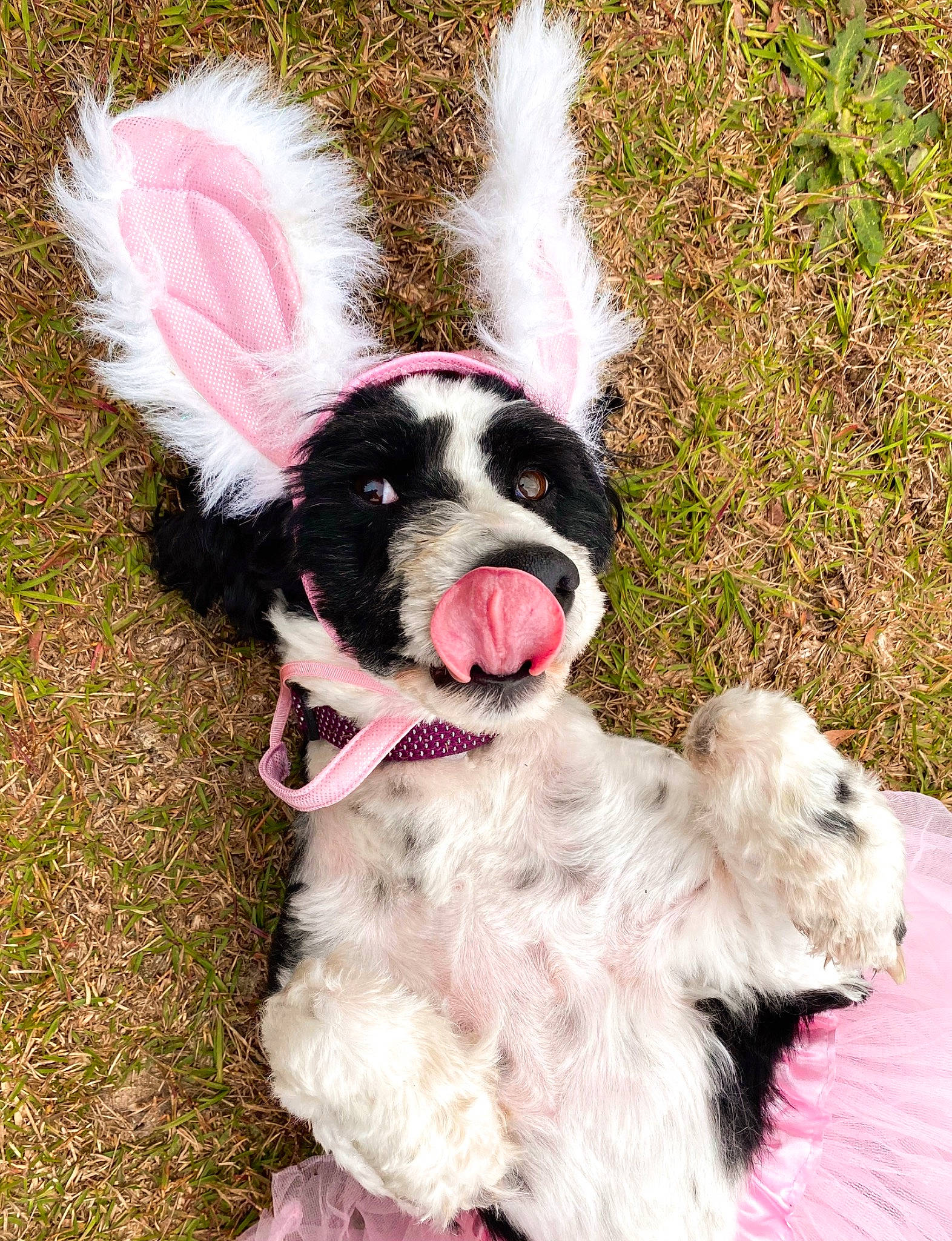 Molly is registered to the contest to win money with this photo: canidae, carnivore, collar, companion_dog, dog, dog_breed, dog_collar, dog_supply, fang, fashion_accessory, fawn, fur, grass, leash, paw, plant, snout, sporting_group, tail, working_animal