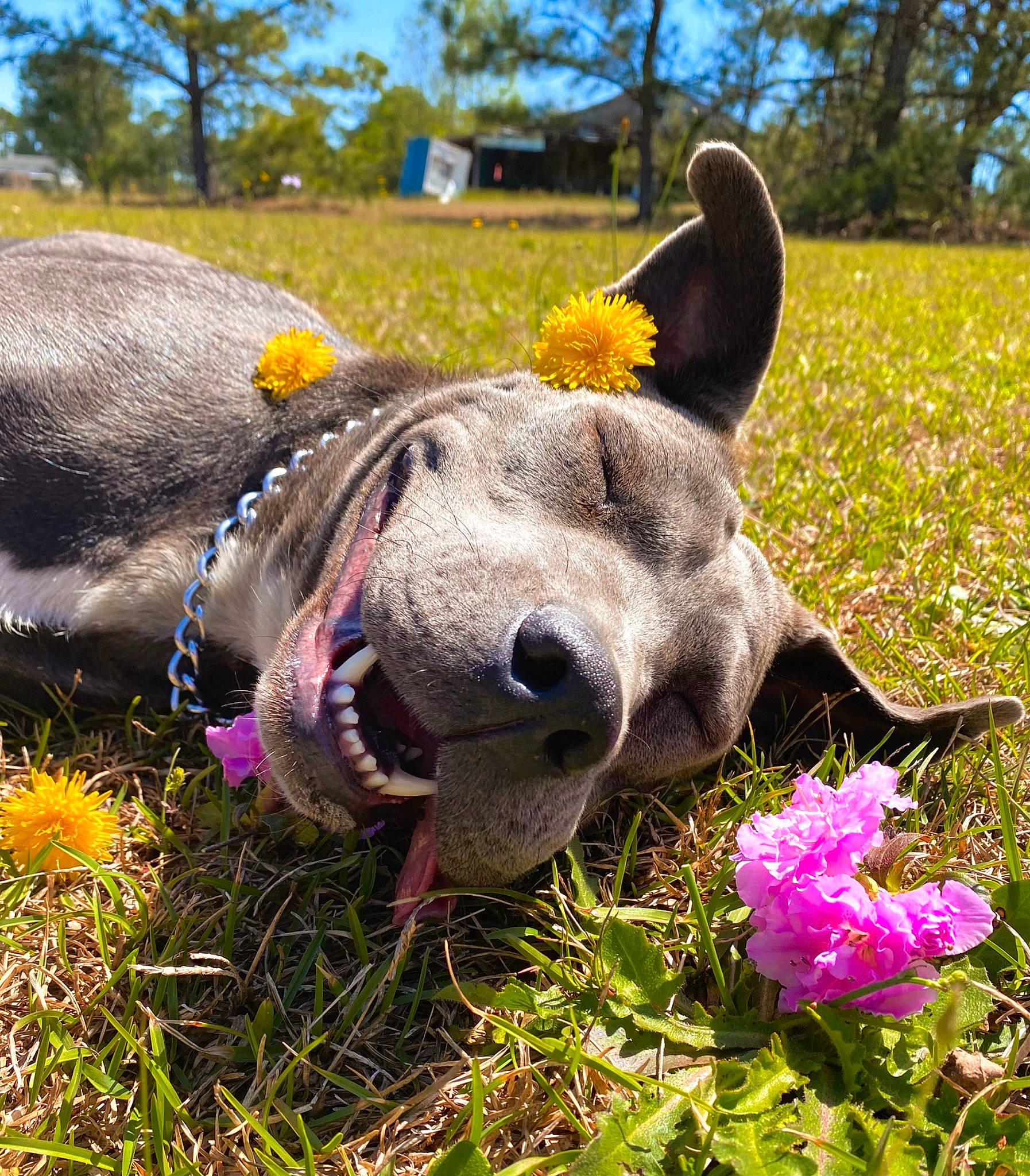 Rylie is registered to the contest to win money with this photo: bovine, collar, dog_breed, fawn, flower, grass, grassland, grazing, landscape, livestock, pack_animal, pasture, plant, sky, snout, terrestrial_animal, tree, whiskers, wire_fencing, working_animal