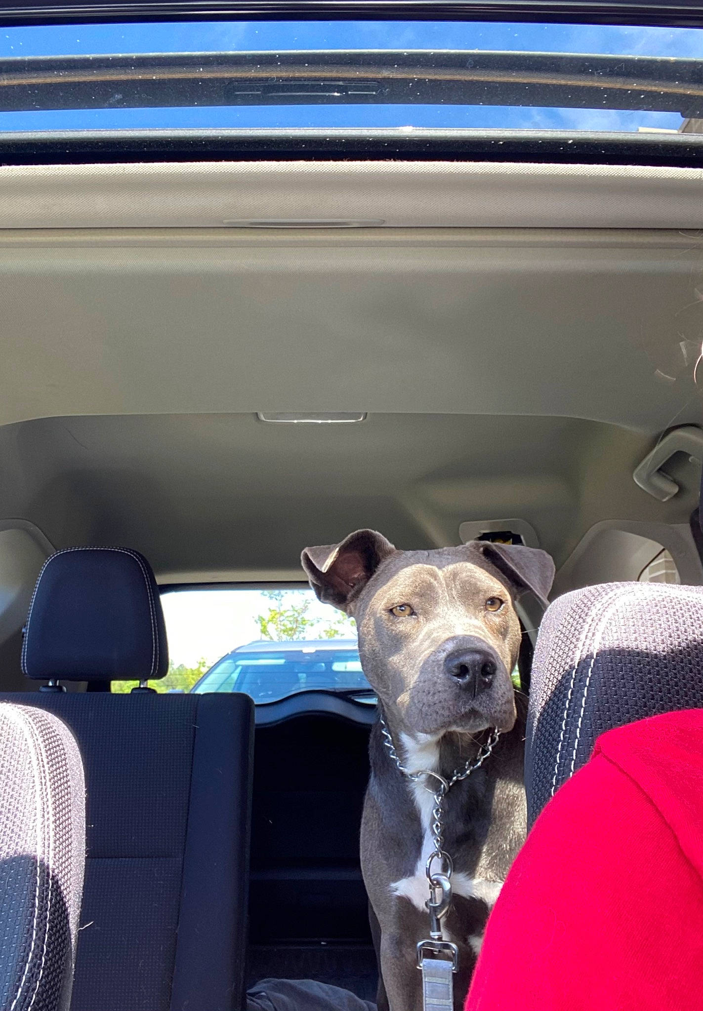 Rylie joined the competition — help win amazing prizes! auto_part, automotive_exterior, car, car_seat, carnivore, collar, companion_dog, dog, dog_breed, dog_collar, fawn, head_restraint, motor_vehicle, rampur_greyhound, sighthound, snout, vehicle, vehicle_door, window, windshield