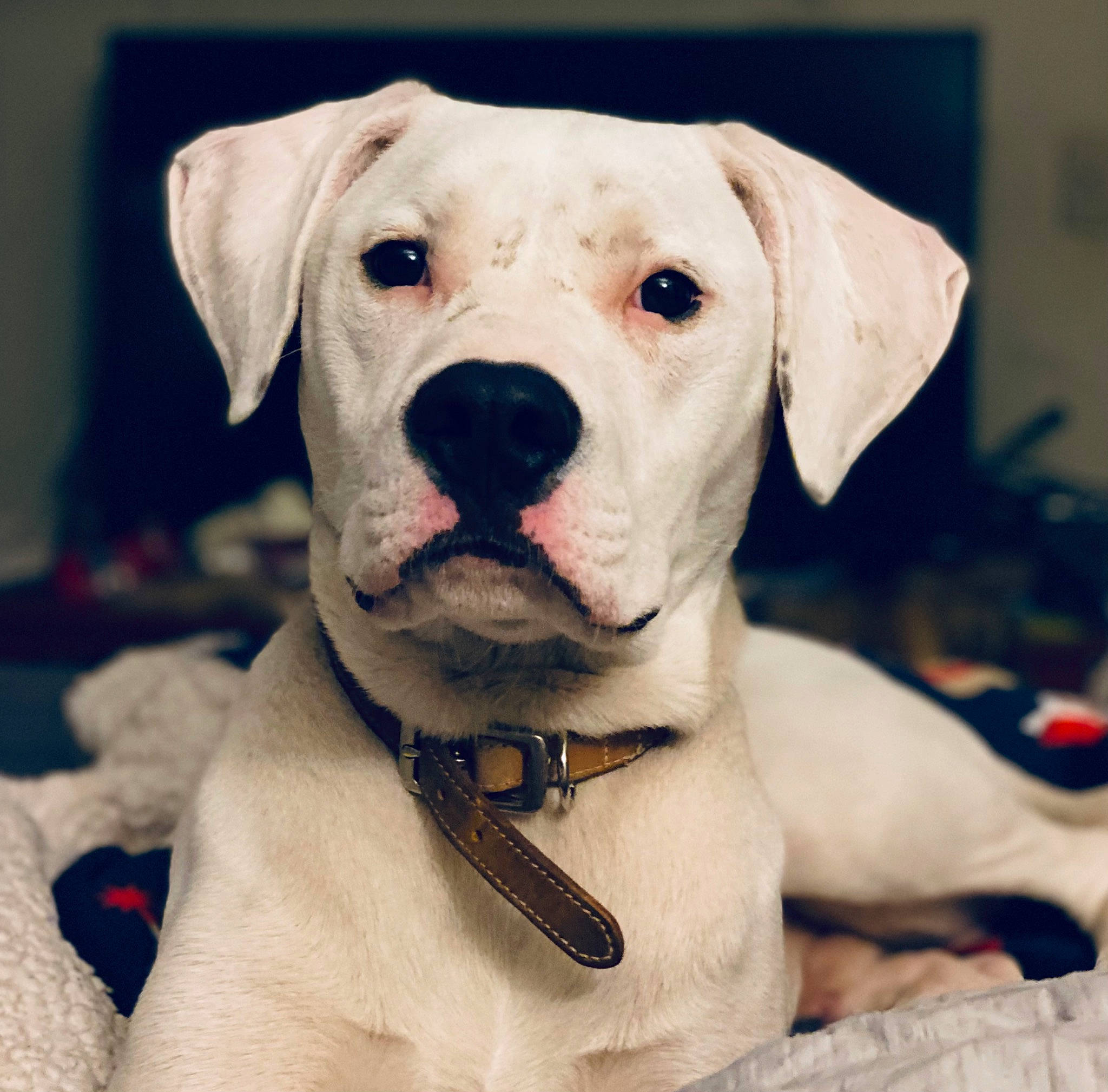 Chance joined the competition — help win amazing prizes! canidae, carnivore, collar, companion_dog, dog, dog_breed, dog_collar, dog_supply, eye, fawn, fur, leash, non_sporting_group, pet_supply, snout, sporting_group, whiskers, working_animal