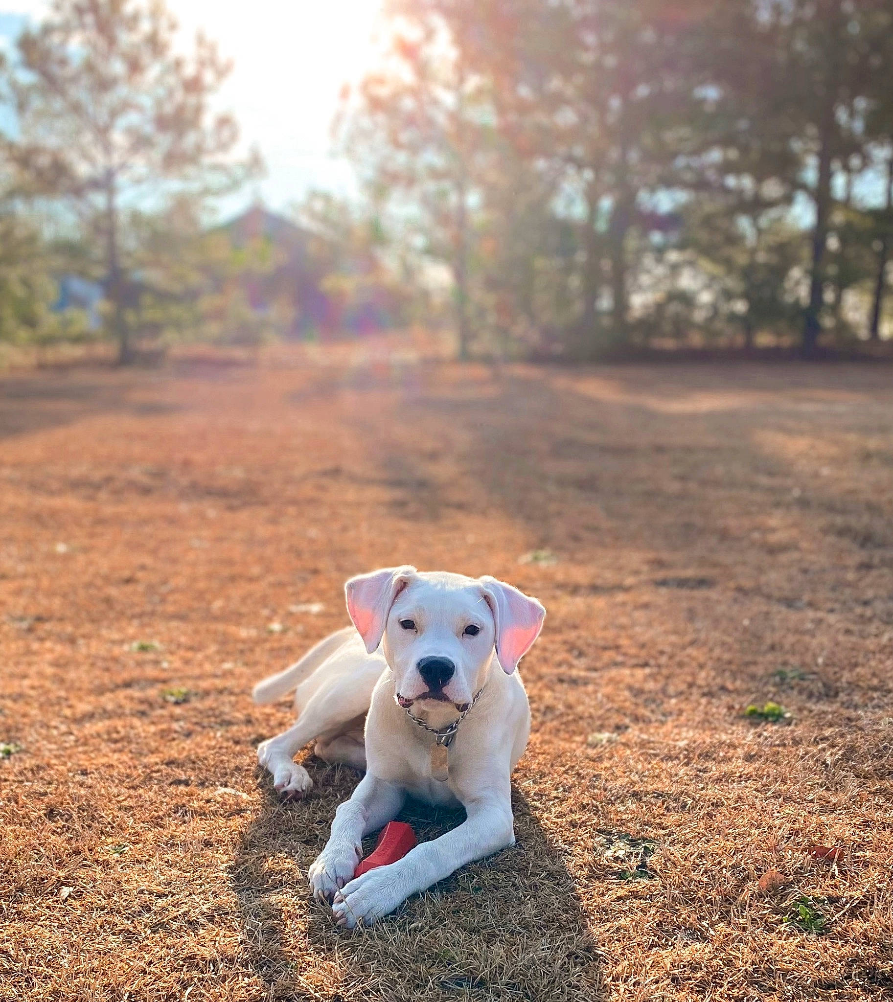 Chance joined the competition — help win amazing prizes! canidae, carnivore, collar, companion_dog, dog, dog_breed, fawn, forest, grass, landscape, morning, plant, sky, snout, soil, sporting_group, sunlight, tail, tree, wood