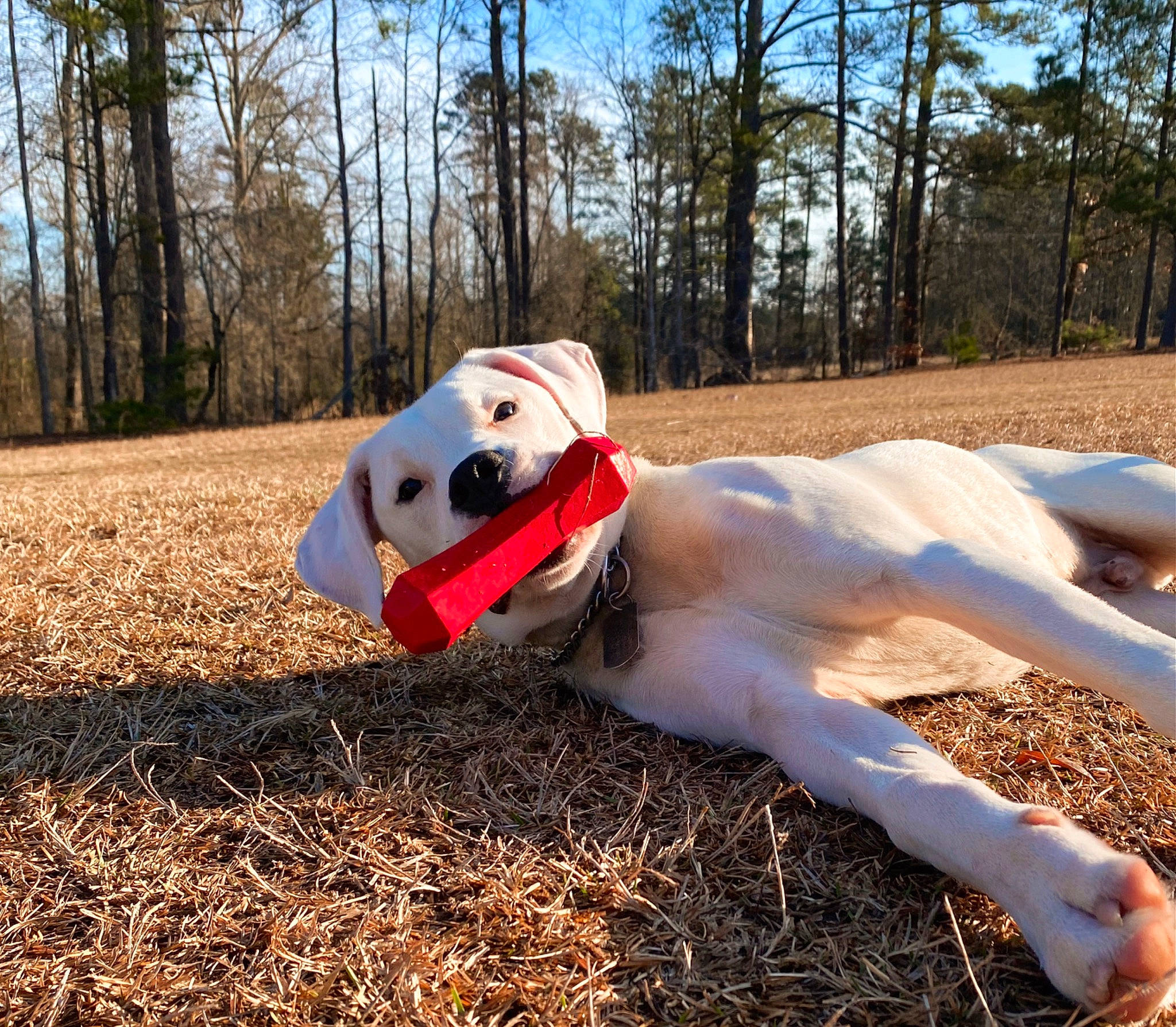 Chance is registered to the contest to win money with this photo: _geese_and_swans, beak, canidae, carmine, ducks, fawn, fur, grass, grassland, happy, landscape, natural_landscape, people_in_nature, sky, soil, sporting_group, terrestrial_animal, tree, water_bird, winter