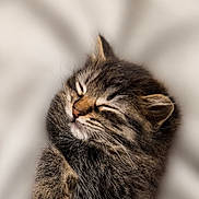 Chanel is registered to the contest to win money with this photo: kitten, tabby, sleeping, fur, cute, pet, animal, cozy, closeup, whiskers, peaceful, resting, soft, young, adorable, mammal, feline, domestic_cat, portrait, cute_animal