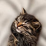 adorable, animal, closeup, cozy, cute, cute_animal, domestic_cat, feline, fur, kitten, mammal, peaceful, pet, portrait, resting, sleeping, soft, tabby, whiskers, young