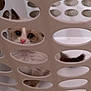 Simon is registered to the contest to win money with this photo: abyssinian, angora, animal, architecture, art, basket, box, canine, cat, crate, den, hole, indoors, kitten, laundry, manx, pet, porcelain, pottery, siamese