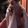 Simon joined the competition — help win amazing prizes! abyssinian, angora, animal, blanket, bodypart, cat, face, finger, hand, head, indoors, kitten, manx, mouth, person, pet, photography, portrait, siamese, towel