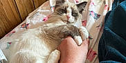 Simon joined the competition — help win amazing prizes! animal, bed, bedroom, blanket, cat, couch, face, furniture, head, indoors, interiordesign, kitten, person, pet, photography, portrait, quilt, room, sleeping, wood