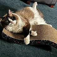 Simon joined the competition — help win amazing prizes! animal, brown, carpet, cat, cozy, curious, cute, feline, fluffy, fur, home, indoor, lying_down, paw, pet, relaxed, resting, scratch_pad, whiskers, white
