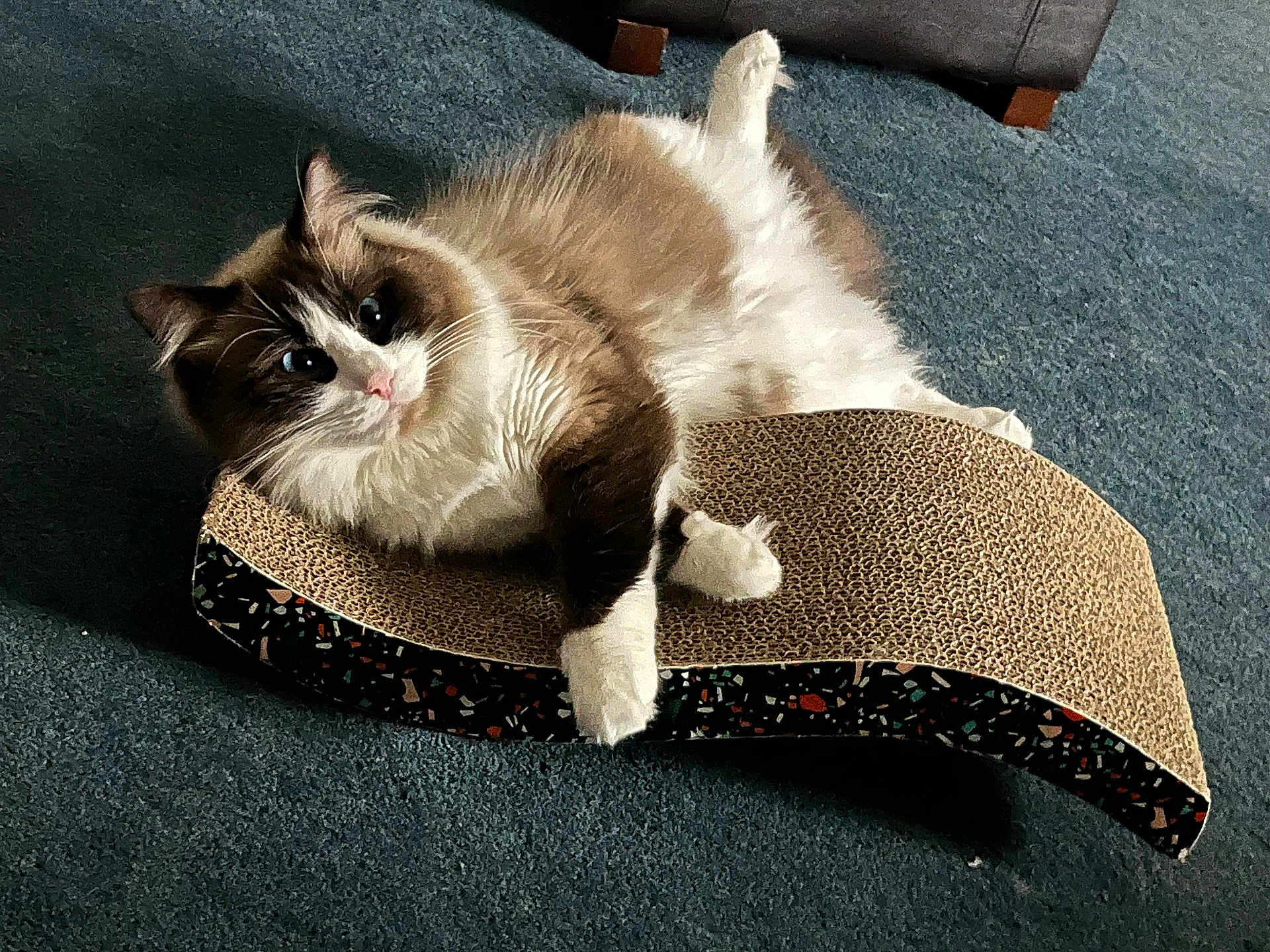 Simon