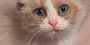 Simon is registered to the contest to win money with this photo: abyssinian, angora, animal, cat, kitten, manx, pet, siamese, white
