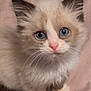 Simon is registered to the contest to win money with this photo: abyssinian, angora, animal, cat, kitten, manx, pet, siamese, white