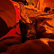 Salem is registered to the contest to win money with this photo: abyssinian, animal, bed, bedroom, blackcat, blanket, cat, couch, furniture, hardwood, homedecor, indoors, kitten, linen, manx, pet, quilt, room, velvet, wood