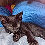 Salem joined the competition — help win amazing prizes! abyssinian, animal, bed, bedroom, blackcat, blanket, cat, couch, cushion, furniture, homedecor, indoors, kitten, manx, person, pet, quilt, room, siamese, sleeping