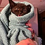 Salem joined the competition — help win amazing prizes! animal, baby, blanket, bodypart, cat, clothing, finger, hand, hat, head, hood, hoodie, kitten, knitwear, mouth, person, pet, sweater, sweatshirt, towel